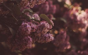 Preview wallpaper lilac, flowers, bush, flowering, spring