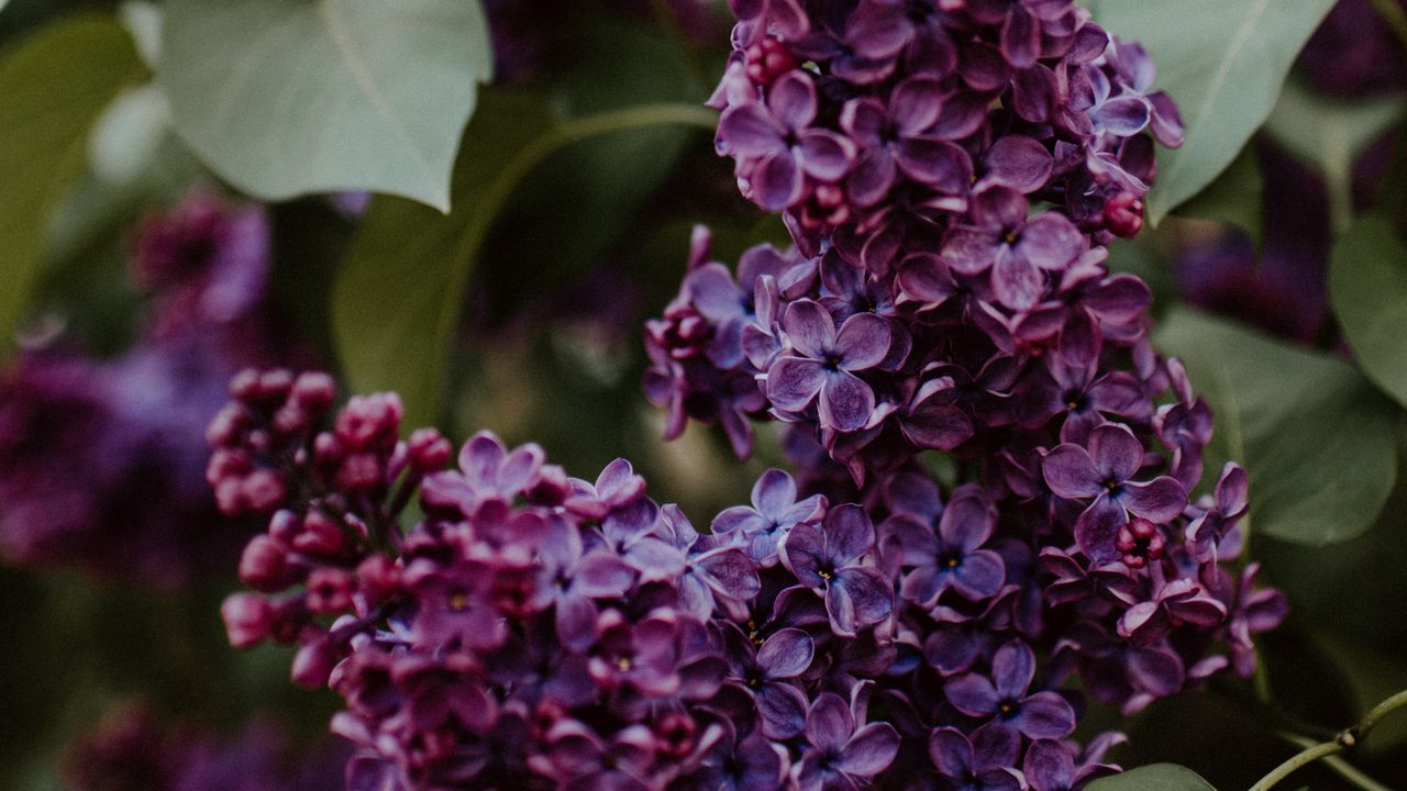 Wallpaper lilac, flowers, bushes, leaves