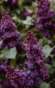 Preview wallpaper lilac, flowers, bushes, leaves