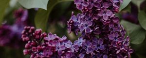 Preview wallpaper lilac, flowers, bushes, leaves