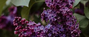 Preview wallpaper lilac, flowers, bushes, leaves