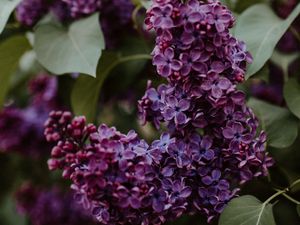 Preview wallpaper lilac, flowers, bushes, leaves