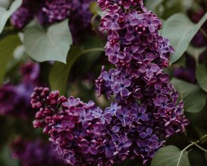 Preview wallpaper lilac, flowers, bushes, leaves