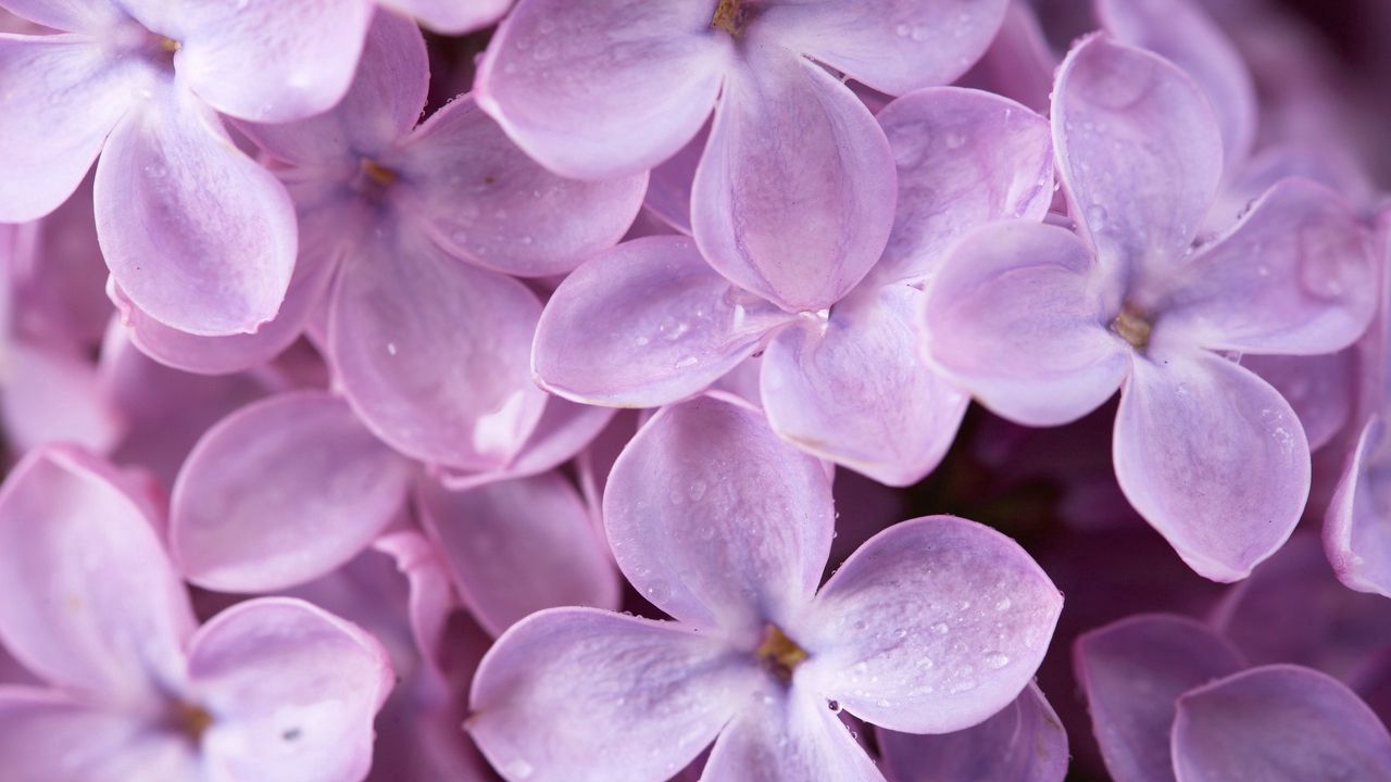 Wallpaper lilac, flowers, drops, macro