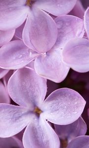 Preview wallpaper lilac, flowers, drops, macro