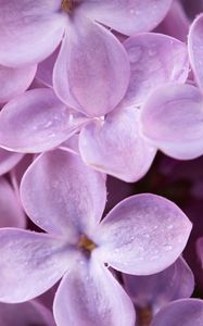 Preview wallpaper lilac, flowers, drops, macro