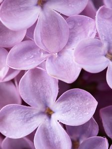 Preview wallpaper lilac, flowers, drops, macro