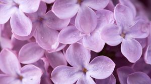 Preview wallpaper lilac, flowers, drops, macro