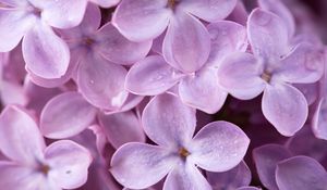 Preview wallpaper lilac, flowers, drops, macro