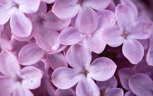 Preview wallpaper lilac, flowers, drops, macro