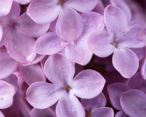 Preview wallpaper lilac, flowers, drops, macro