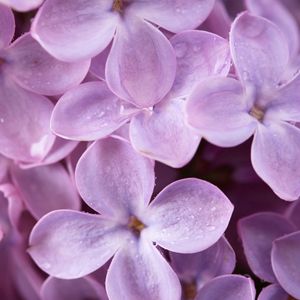 Preview wallpaper lilac, flowers, drops, macro