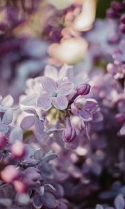 Preview wallpaper lilac, flowers, flowering, bush