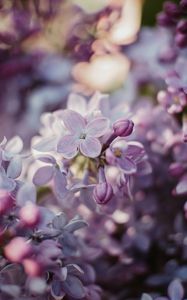 Preview wallpaper lilac, flowers, flowering, bush