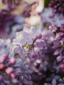 Preview wallpaper lilac, flowers, flowering, bush