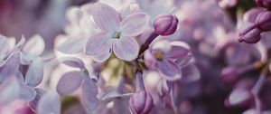 Preview wallpaper lilac, flowers, flowering, bush