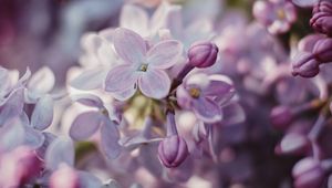 Preview wallpaper lilac, flowers, flowering, bush