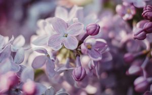Preview wallpaper lilac, flowers, flowering, bush
