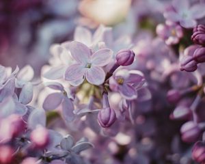 Preview wallpaper lilac, flowers, flowering, bush