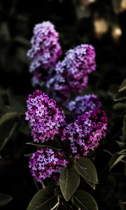 Preview wallpaper lilac, flowers, flowering, bush, leaves