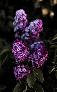 Preview wallpaper lilac, flowers, flowering, bush, leaves