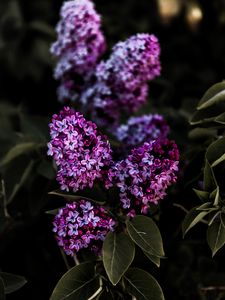 Preview wallpaper lilac, flowers, flowering, bush, leaves