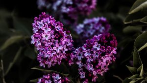 Preview wallpaper lilac, flowers, flowering, bush, leaves