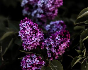 Preview wallpaper lilac, flowers, flowering, bush, leaves