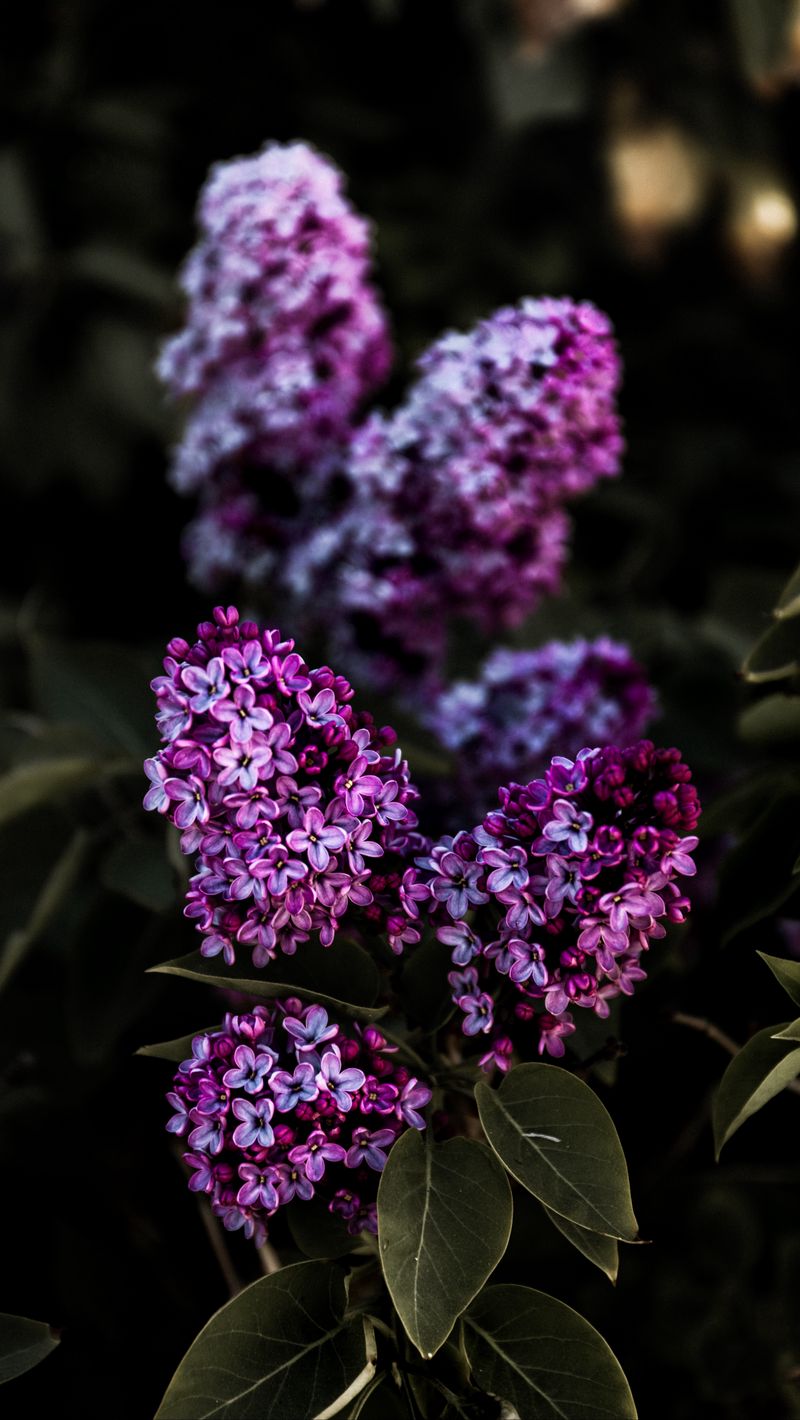 Wallpaper flower flowers violet basket lilac whitr lilacs images for  desktop section цветы  download