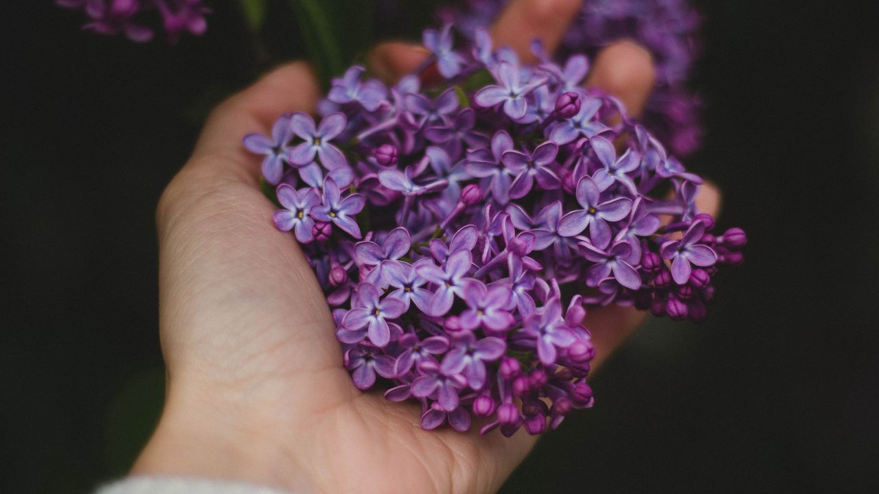 Wallpaper lilac, flowers, hand