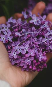 Preview wallpaper lilac, flowers, hand