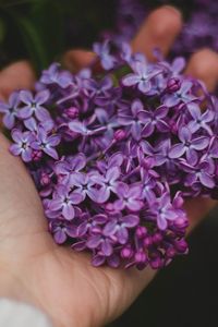 Preview wallpaper lilac, flowers, hand