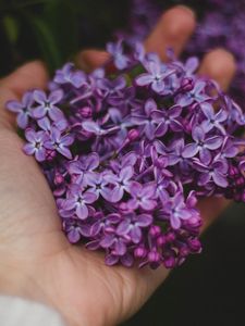 Preview wallpaper lilac, flowers, hand