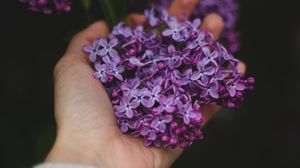 Preview wallpaper lilac, flowers, hand