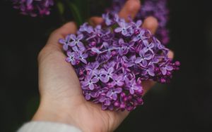 Preview wallpaper lilac, flowers, hand