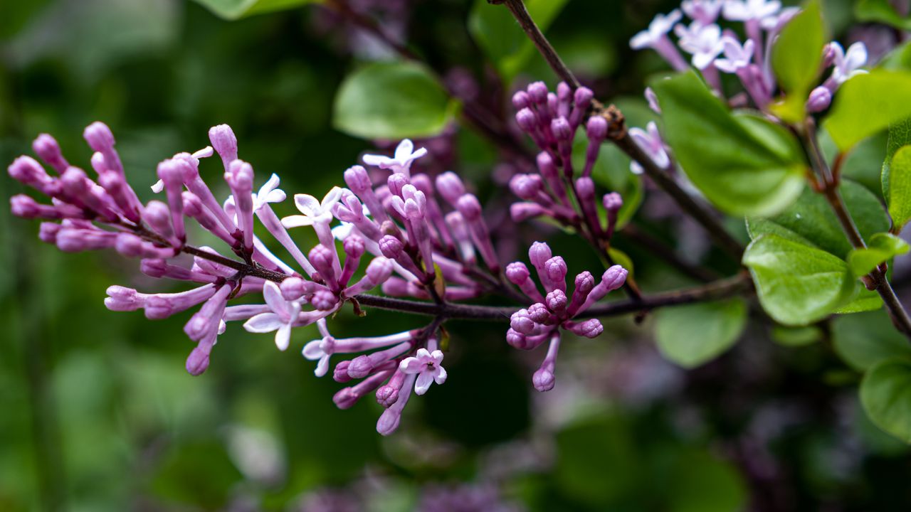 Wallpaper lilac, flowers, inflorescence, branch, blur