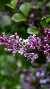 Preview wallpaper lilac, flowers, inflorescence, branch, blur