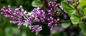 Preview wallpaper lilac, flowers, inflorescence, branch, blur