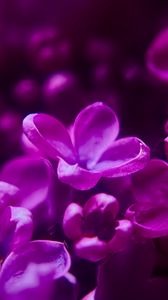 Preview wallpaper lilac, flowers, inflorescence, purple, blur