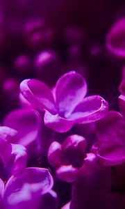 Preview wallpaper lilac, flowers, inflorescence, purple, blur