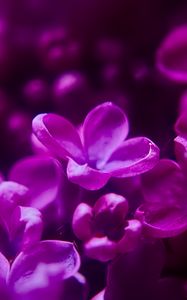 Preview wallpaper lilac, flowers, inflorescence, purple, blur