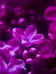 Preview wallpaper lilac, flowers, inflorescence, purple, blur