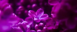 Preview wallpaper lilac, flowers, inflorescence, purple, blur