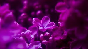 Preview wallpaper lilac, flowers, inflorescence, purple, blur