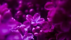 Preview wallpaper lilac, flowers, inflorescence, purple, blur