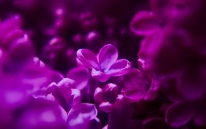 Preview wallpaper lilac, flowers, inflorescence, purple, blur