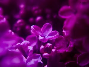 Preview wallpaper lilac, flowers, inflorescence, purple, blur