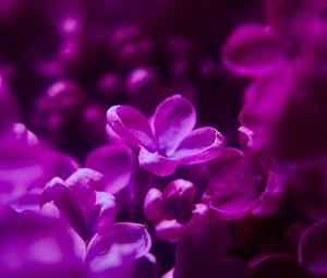 Preview wallpaper lilac, flowers, inflorescence, purple, blur