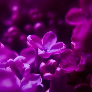 Preview wallpaper lilac, flowers, inflorescence, purple, blur