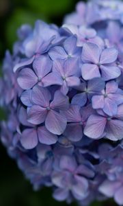 Preview wallpaper lilac, flowers, inflorescence, flowering, plant